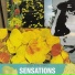 sensations