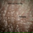 Meiral Nomla