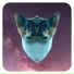Boof Cat