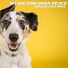 Music For Dogs Peace