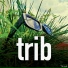 Tribber