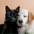 Musical Joy, Harmonious Pet Rest, Pet Vibes