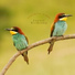 Forest Birdsong