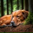 Classical Music, Dog Relaxing Zone, Dog Whisperer