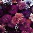 SKYGAZE