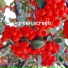 Serene Soundscapes
