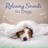 Dog Sleep Lab