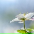 Pink Noise, Reiki Music, Deep Sleep Meditation