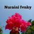 Nuraini Fvnky