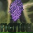 Fiction