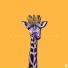 Purple LP