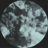 Polygonia