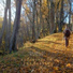 Footsteps in the Forest