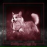 Calm Pets Music Academy