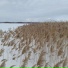 August Frozen