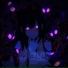 Xenon