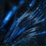 Wizard2444
