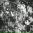 OXYTOGEN