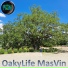 masvin