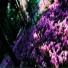 DiPiIS