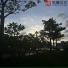 一只千纸鹤