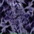 Xaneesk