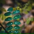 Lluvia, Hipnose Natureza Sons Coleção, Natureza
