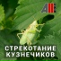 AllVideo