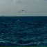 SCEAPHX