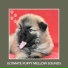 Dog Anxiety Relief