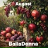 BallaDonna