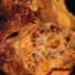 Blasted Pancreas