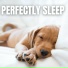 The Sleepy Sounds