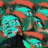 CHUFAROV