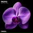 ONDA
