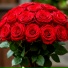 SlyFox