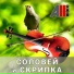 AllVideo