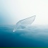 Alexey Reckless