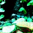 ENO9