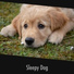 Dog Chill Out Music