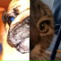MopsikMops