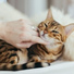 Музыка для кошек вселенная