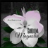 Carolina Magnolia