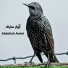 Abdollah Amini