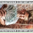 FRESHTIMMER