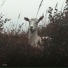 rob
