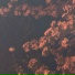 flowerdance