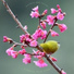 Calming Bird Songs