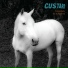 Custard