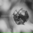 Alienshade